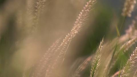 Grass swaying in the wind