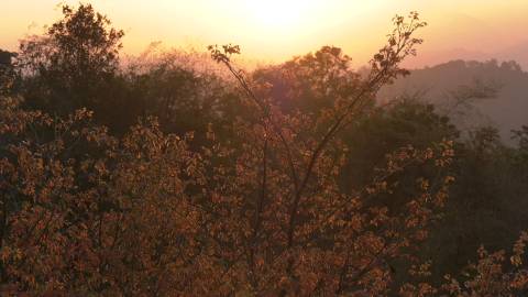 Trees illuminated by the morning sunlight