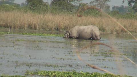 Rhino at Pobitora Wildlife Sanctuary, Assam