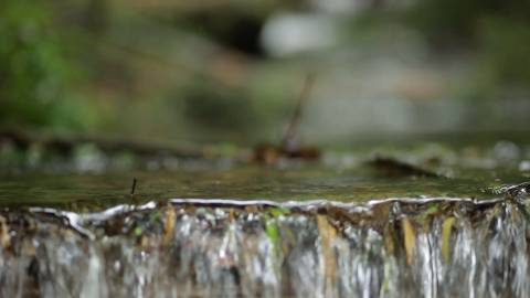 Close-up shot of a stream inside forest