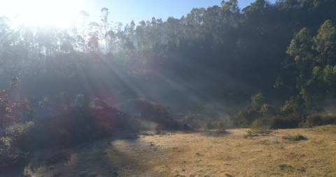 Munnar hills bathed in the morning sunlight