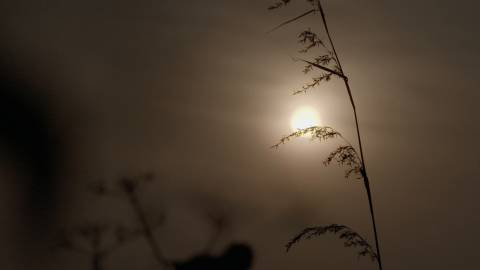 Evening sky in Kerala