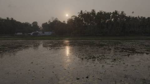 Pond reflecting golden rays of sun, Kerala