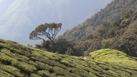 Tea Plantation in Idukki, Kerala