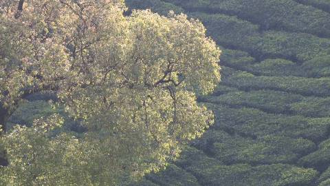 Rustling leaves in the Wind, Tea plantations, Idukki