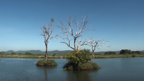 Trees standing in the middle of a lake in Ooty