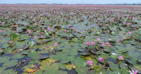 Aerial shot of Water lilies in a Paddy field, Kottayam