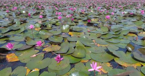 Aerial shot of Waterlilies at Malarikkal, Kottayam