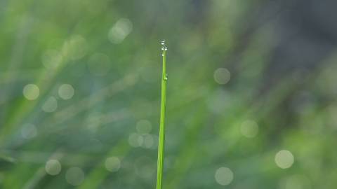 Water droplets on grass