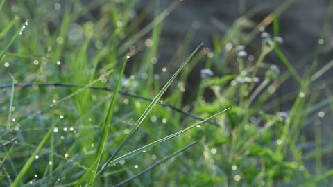 Close up shot of water droplets on grass shoots